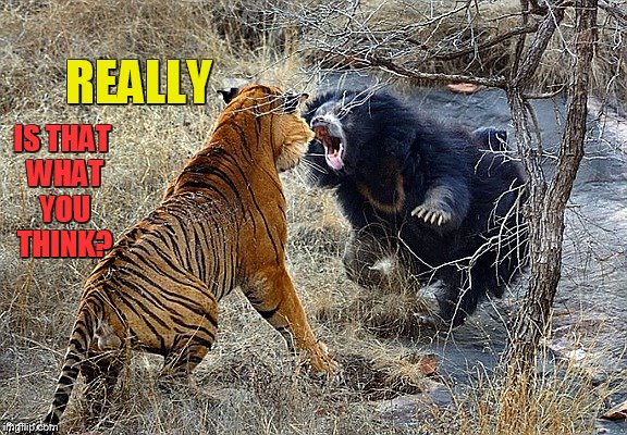 What To Do About an Angry Bear | REALLY; IS THAT WHAT YOU THINK? | image tagged in memes,animal meme,tiger,vs,angry,bear | made w/ Imgflip meme maker