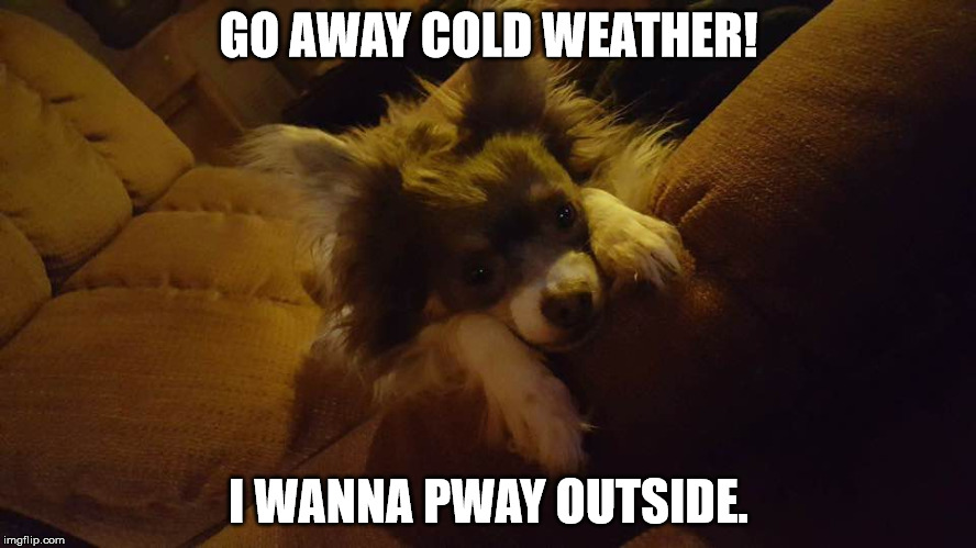 cold | GO AWAY COLD WEATHER! I WANNA PWAY OUTSIDE. | image tagged in cold,funny dogs,cute | made w/ Imgflip meme maker