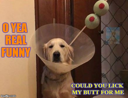 oh yea real funny | O YEA REAL FUNNY; COULD YOU LICK MY BUTT FOR ME | image tagged in dogs | made w/ Imgflip meme maker