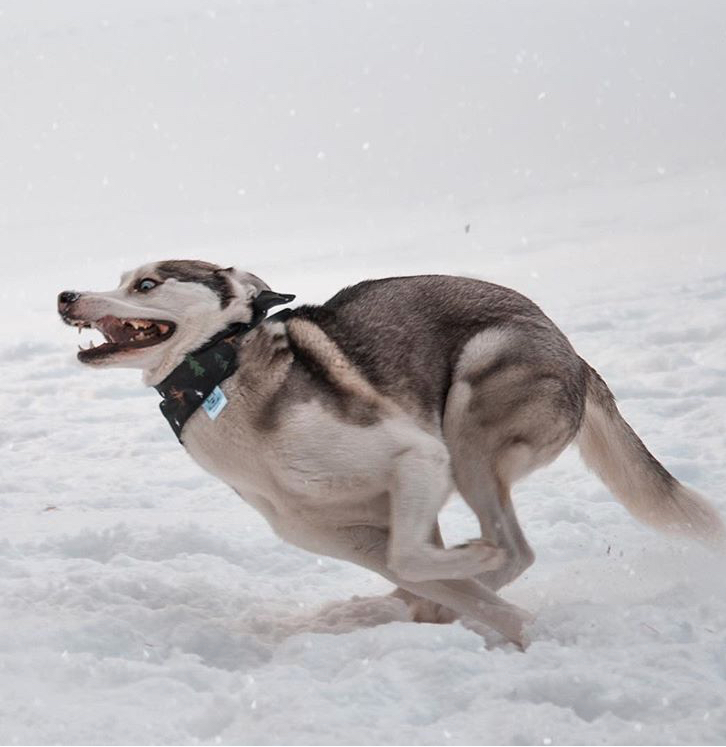 High Quality Running dog Blank Meme Template