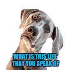 WHAT IS THIS LIFE THAT YOU SPEAK OF | made w/ Imgflip meme maker