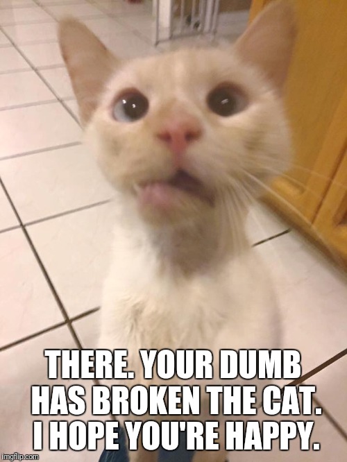 THERE. YOUR DUMB HAS BROKEN THE CAT. I HOPE YOU'RE HAPPY. | image tagged in cat,broken,dumb | made w/ Imgflip meme maker