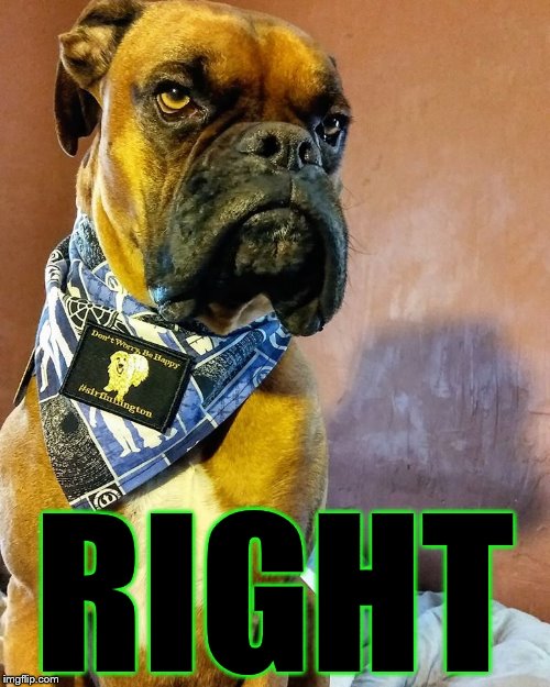 Grumpy Dog | RIGHT | image tagged in grumpy dog | made w/ Imgflip meme maker