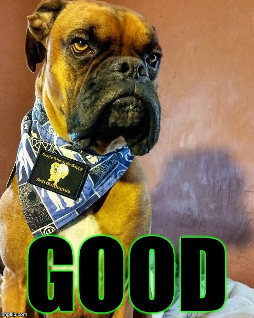 Grumpy Dog | GOOD | image tagged in grumpy dog | made w/ Imgflip meme maker