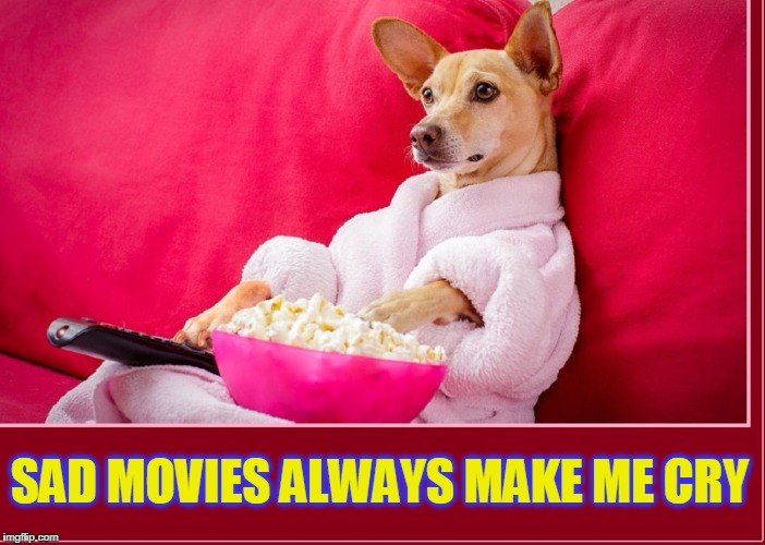 Random Thoughts Dog Strikes Again | SAD MOVIES ALWAYS MAKE ME CRY | image tagged in vince vance,random thoughts dog,sad movies,sue thompsom,dog eating popcorn,dog watching tv | made w/ Imgflip meme maker