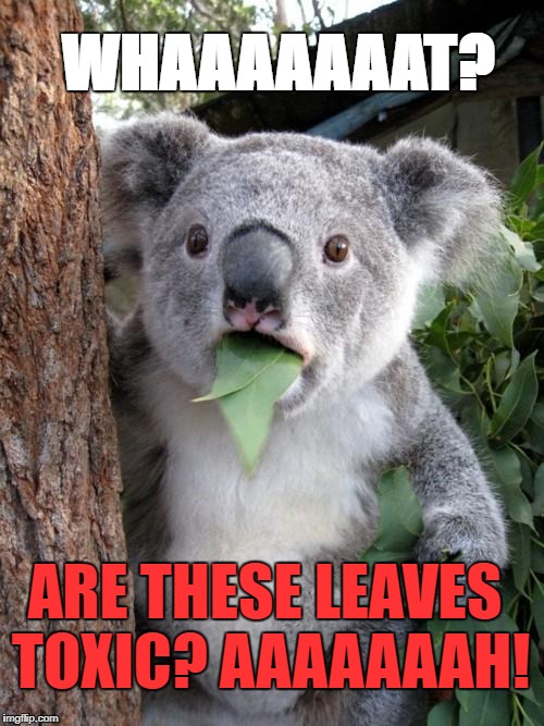 Surprised Koala Meme | WHAAAAAAAT? ARE THESE LEAVES TOXIC? AAAAAAAH! | image tagged in memes,surprised koala | made w/ Imgflip meme maker