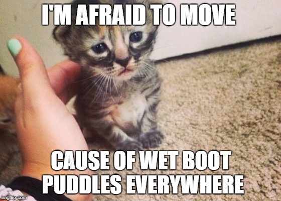 Sad kitty | I'M AFRAID TO MOVE; CAUSE OF WET BOOT PUDDLES EVERYWHERE | image tagged in sad kitty | made w/ Imgflip meme maker