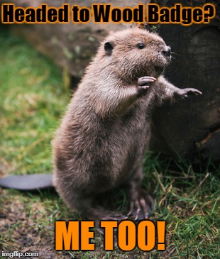 Beaver | Headed to Wood Badge? ME TOO! | image tagged in beaver | made w/ Imgflip meme maker