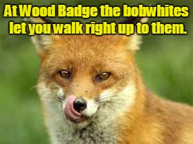 fox | At Wood Badge the bobwhites let you walk right up to them. | image tagged in fox | made w/ Imgflip meme maker