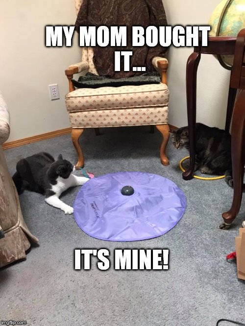Mine |  MY MOM BOUGHT IT... IT'S MINE! | image tagged in mine,funny cat memes,cat meme | made w/ Imgflip meme maker
