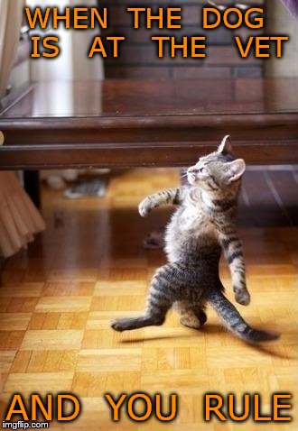 Cool Cat Stroll | WHEN  THE  DOG   IS   AT   THE   VET; AND  YOU  RULE | image tagged in memes,cool cat stroll | made w/ Imgflip meme maker