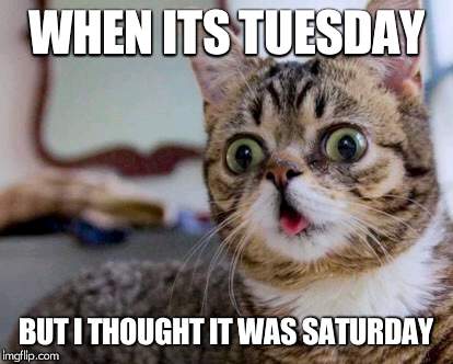 Derpy cat | WHEN ITS TUESDAY; BUT I THOUGHT IT WAS SATURDAY | image tagged in derpy cat | made w/ Imgflip meme maker
