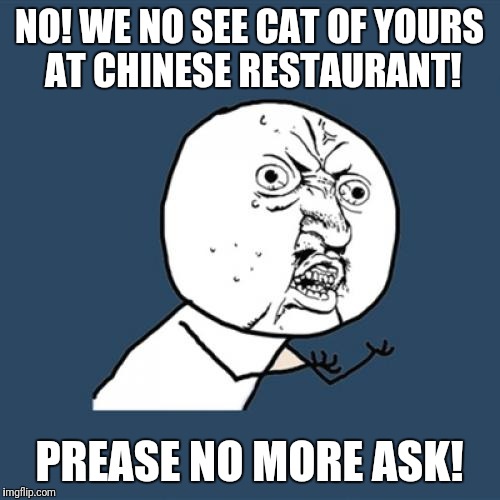 Y U No Meme | NO! WE NO SEE CAT OF YOURS AT CHINESE RESTAURANT! PREASE NO MORE ASK! | image tagged in memes,y u no,chinese food,cat | made w/ Imgflip meme maker