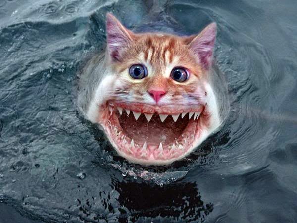 High Quality Cat-Fish Blank Meme Template