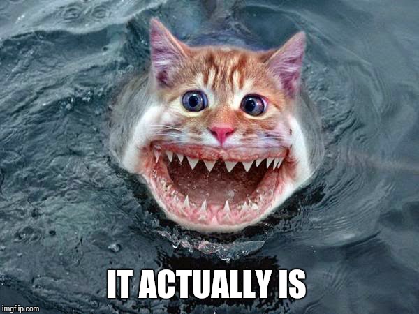 Cat-Fish | IT ACTUALLY IS | image tagged in cat-fish | made w/ Imgflip meme maker