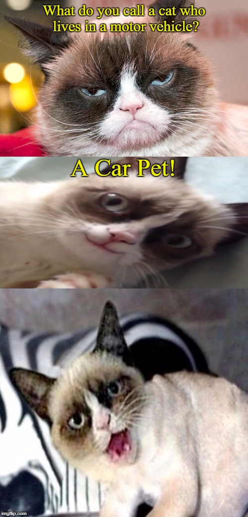 Bad Pun Grumpy Cat | What do you call a cat who lives in a motor vehicle? A Car Pet! | image tagged in bad pun grumpy cat,bad pun,jokes,memes,grumpy cat | made w/ Imgflip meme maker