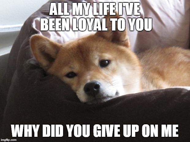 Sad Doge | ALL MY LIFE I'VE BEEN LOYAL TO YOU; WHY DID YOU GIVE UP ON ME | image tagged in sad doge | made w/ Imgflip meme maker