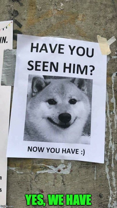 Has anybody seen...? | YES, WE HAVE | image tagged in doge,poster | made w/ Imgflip meme maker
