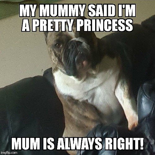 Emily | image tagged in bulldog | made w/ Imgflip meme maker