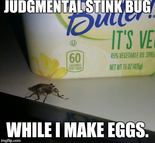If you know what this is about you know what this is about. | JUDGMENTAL STINK BUG; WHILE I MAKE EGGS. | image tagged in judgemental,stink,bug,breakfast,first world problems | made w/ Imgflip meme maker