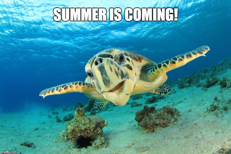 Sea Turtle | SUMMER IS COMING! | image tagged in sea turtle | made w/ Imgflip meme maker