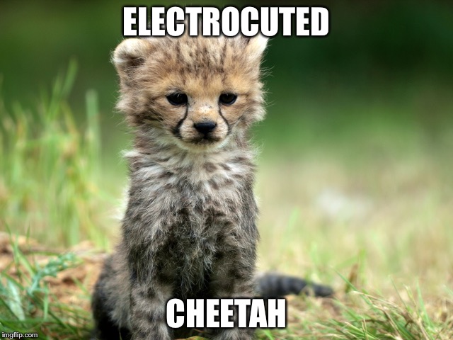 ELECTROCUTED; CHEETAH | image tagged in funny memes,memes | made w/ Imgflip meme maker