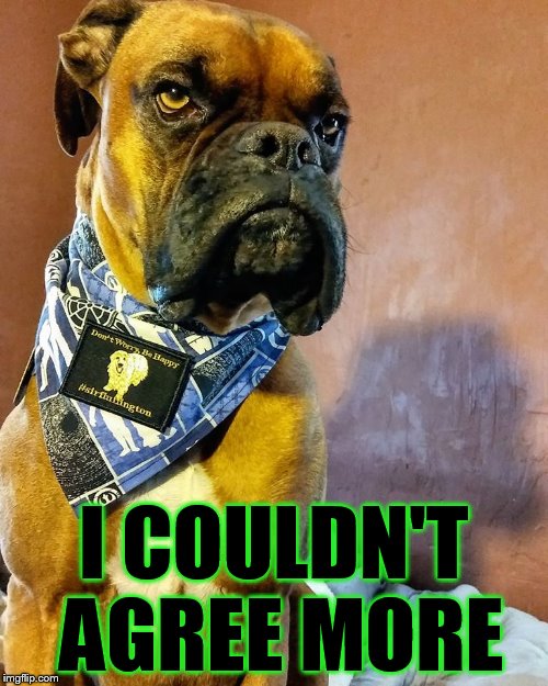 Grumpy Dog | I COULDN'T AGREE MORE | image tagged in grumpy dog | made w/ Imgflip meme maker