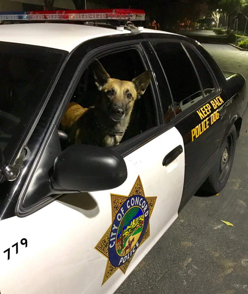 police dog driving Blank Meme Template