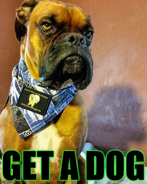 Grumpy Dog | GET A DOG | image tagged in grumpy dog | made w/ Imgflip meme maker