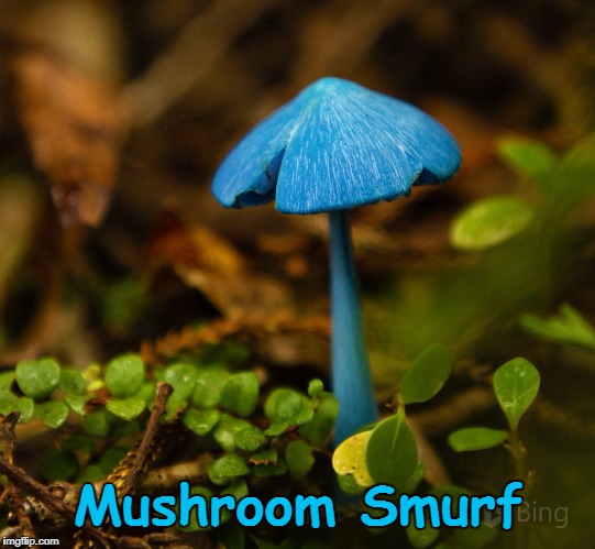 Smurfette's Secret Love | Mushroom Smurf | image tagged in smurfs,smurfette | made w/ Imgflip meme maker