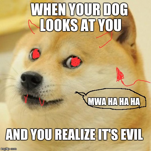 Doge Meme | WHEN YOUR DOG LOOKS AT YOU; MWA HA HA HA; AND YOU REALIZE IT'S EVIL | image tagged in memes,doge | made w/ Imgflip meme maker