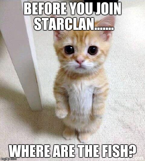 Cute Cat | BEFORE YOU JOIN STARCLAN....... WHERE ARE THE FISH? | image tagged in memes,cute cat | made w/ Imgflip meme maker