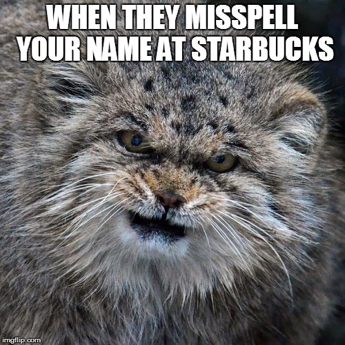 WHEN THEY MISSPELL YOUR NAME AT STARBUCKS | image tagged in angry manul | made w/ Imgflip meme maker