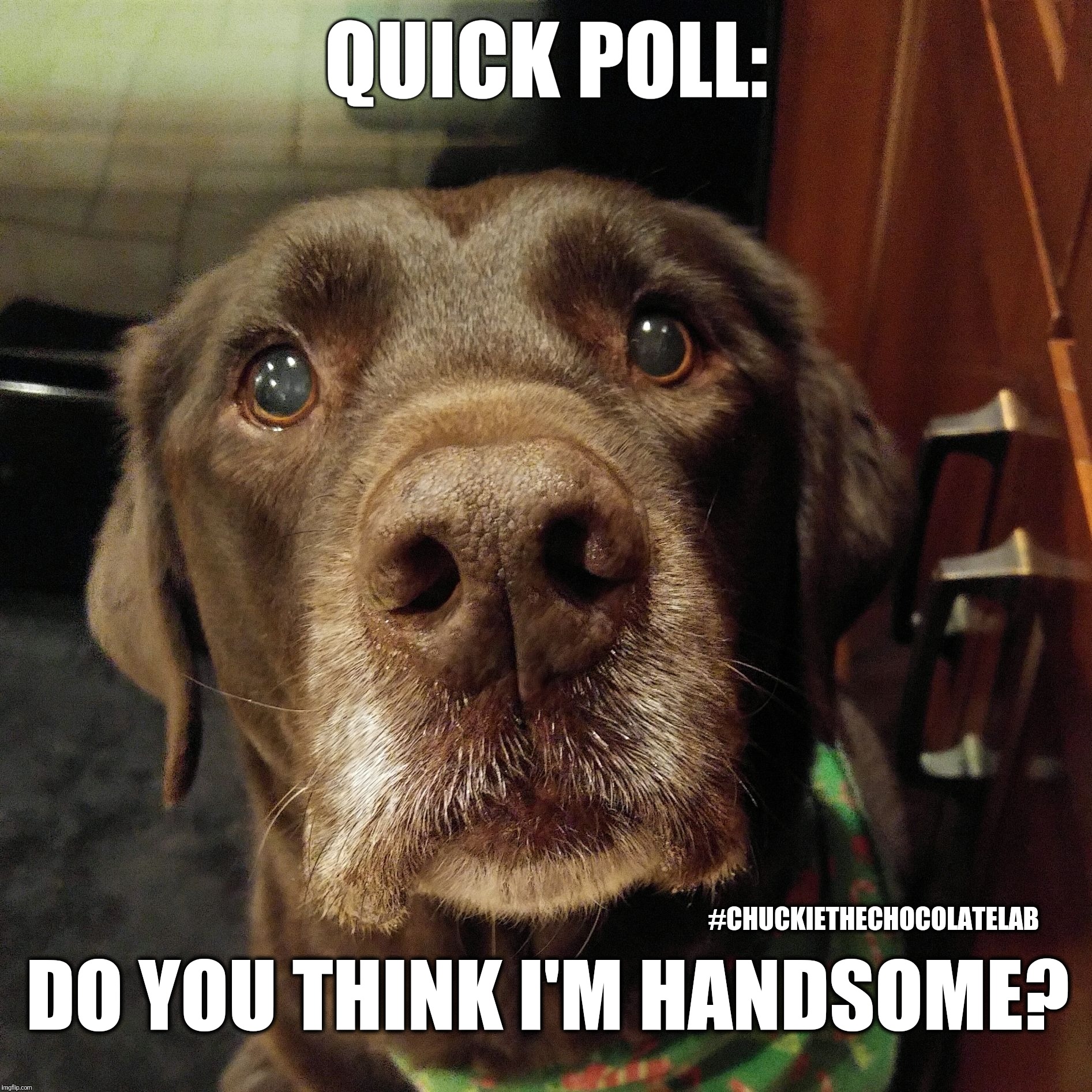 Do you think I'm handsome?  | QUICK POLL:; DO YOU THINK I'M HANDSOME? #CHUCKIETHECHOCOLATELAB | image tagged in chuckie the chocolate lab teamchuckie,handsome,dogs,funny,memes,cute | made w/ Imgflip meme maker