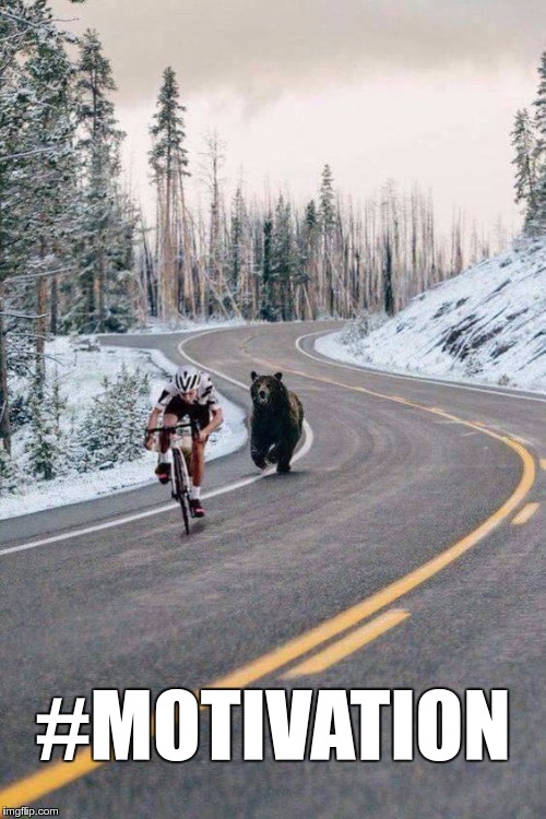 Bear Chasing Cyclist Imgflip