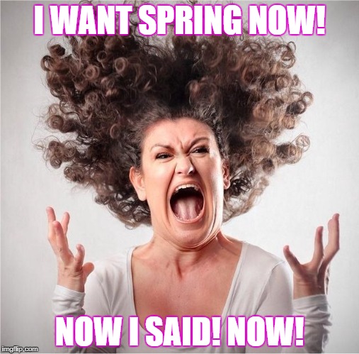 I WANT SPRING NOW! NOW I SAID! NOW! | image tagged in screaming | made w/ Imgflip meme maker