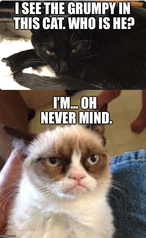 Grumpy and grumpier  | I SEE THE GRUMPY IN THIS CAT. WHO IS HE? I’M... OH NEVER MIND. | image tagged in memes | made w/ Imgflip meme maker