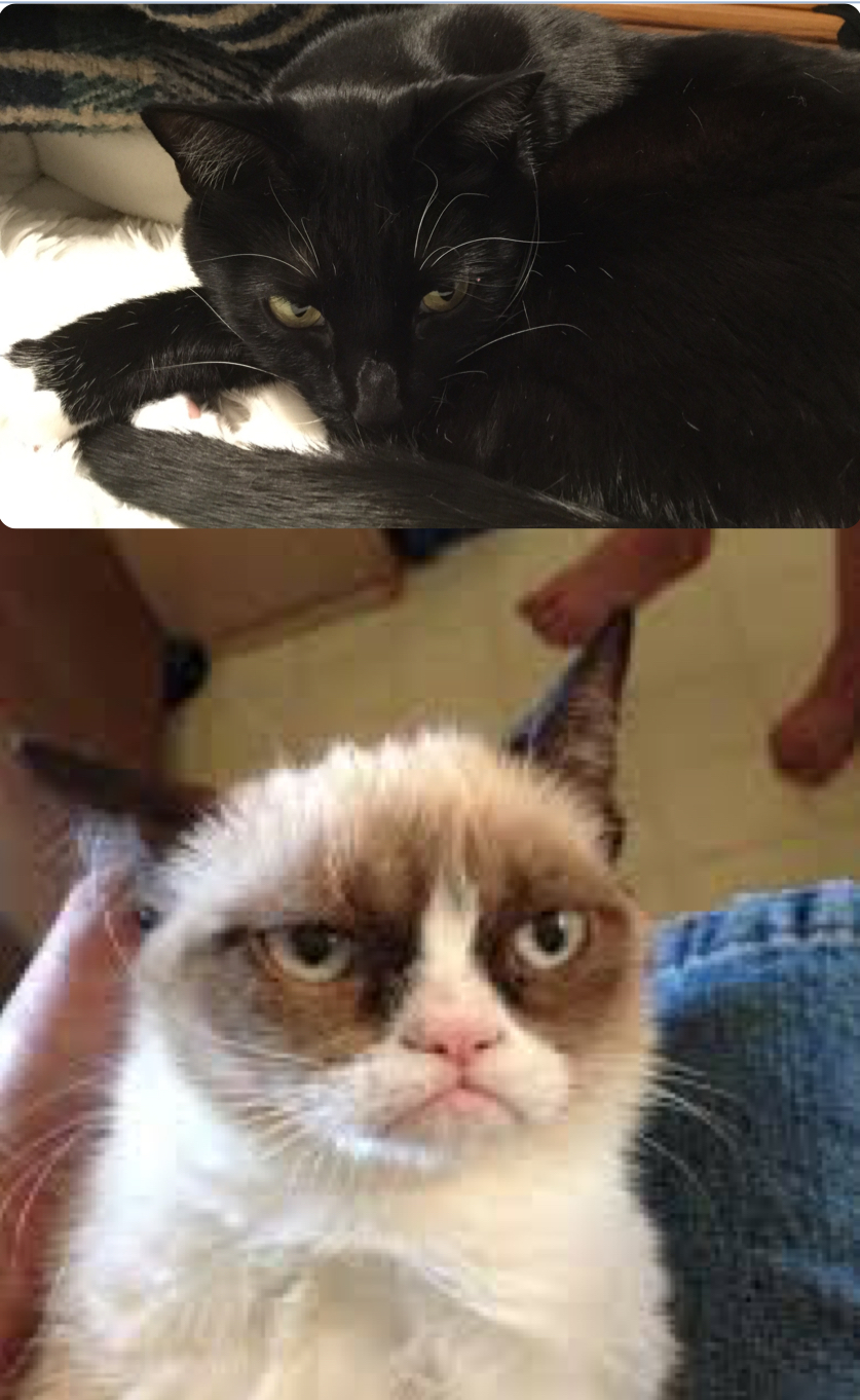 High Quality The grumpy cat with one grumpier cat Blank Meme Template