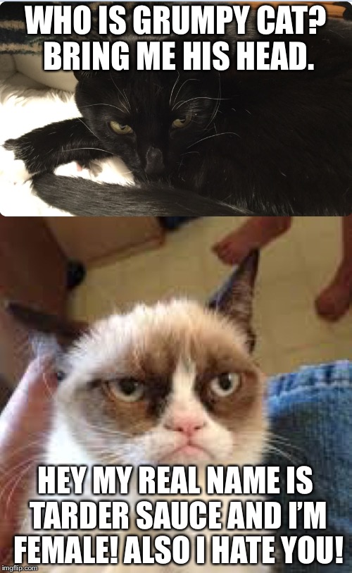 Grumpy cat meets a another one. | WHO IS GRUMPY CAT? BRING ME HIS HEAD. HEY MY REAL NAME IS TARDER SAUCE AND I’M FEMALE! ALSO I HATE YOU! | image tagged in the grumpy cat with one grumpier cat | made w/ Imgflip meme maker