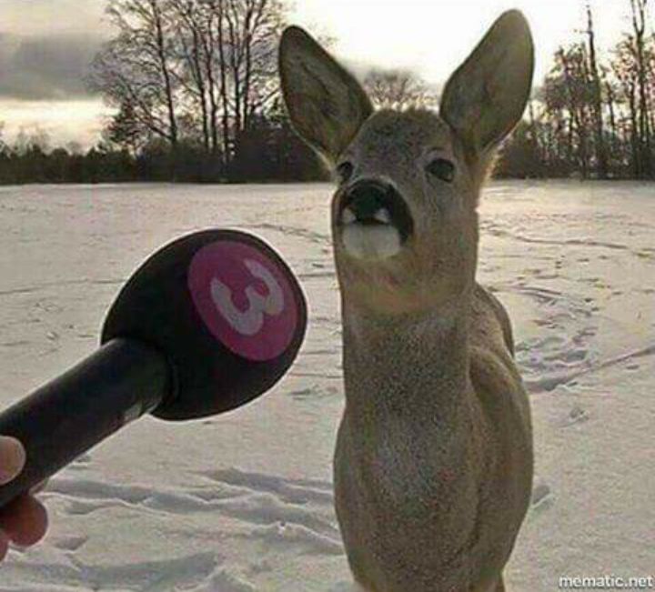 Deer interviewed Blank Meme Template