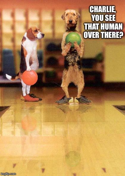 bowling | CHARLIE, YOU SEE THAT HUMAN OVER THERE? | image tagged in bowling,memes,we the best memes,dj raycat | made w/ Imgflip meme maker