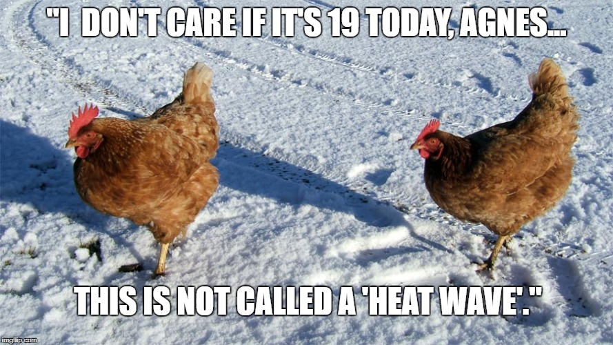 cold chicken | "I  DON'T CARE IF IT'S 19 TODAY, AGNES... THIS IS NOT CALLED A 'HEAT WAVE'." | image tagged in fried chicken,cold weather,chill,hot chick | made w/ Imgflip meme maker