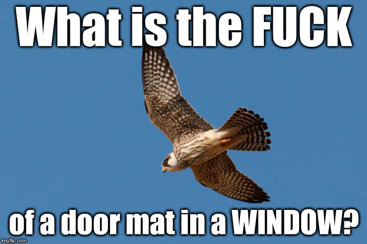 What is the Fuck Falcon | What is the FUCK; of a door mat in a WINDOW? | image tagged in what is the fuck falcon | made w/ Imgflip meme maker