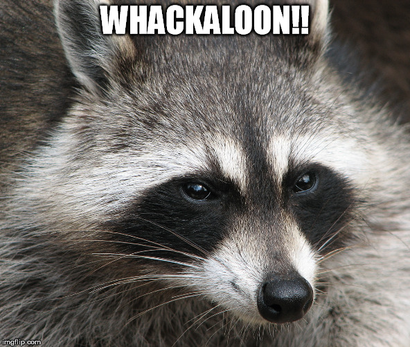 WHACKALOON!! | image tagged in raccoon,whackaloon | made w/ Imgflip meme maker