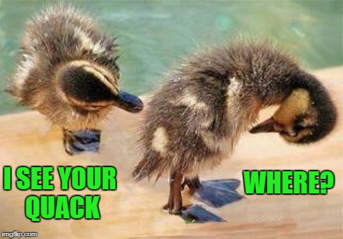 i see your quack | WHERE? I SEE YOUR QUACK | image tagged in duckling | made w/ Imgflip meme maker
