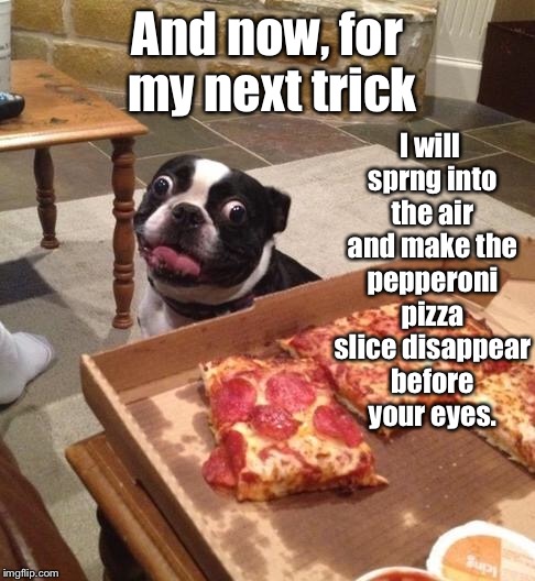 Tux the Bostonian Magician | I will sprng into the air and make the pepperoni pizza slice disappear before your eyes. And now, for my next trick | image tagged in hungry pizza dog,disappearing act,jump,magic trick,boston terrier,memes | made w/ Imgflip meme maker