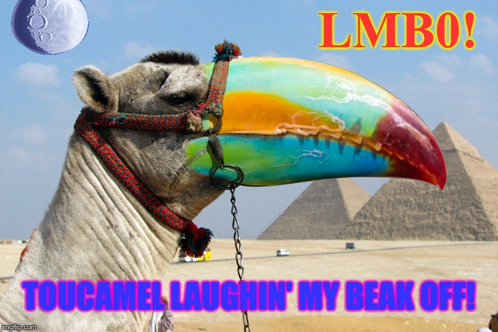 LMB0! TOUCAMEL LAUGHIN' MY BEAK OFF! | made w/ Imgflip meme maker