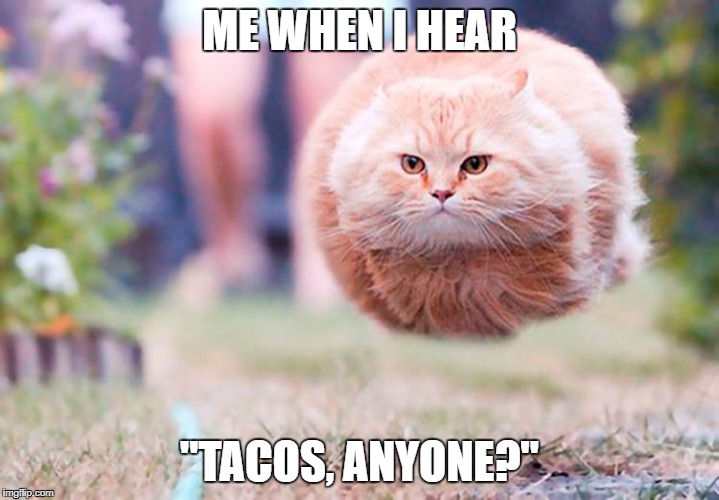 Flying Cat | ME WHEN I HEAR; "TACOS, ANYONE?" | image tagged in flying cat | made w/ Imgflip meme maker