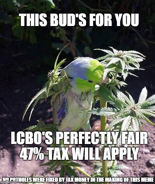 Justin at work | THIS BUD'S FOR YOU; LCBO'S PERFECTLY FAIR 47% TAX WILL APPLY; NO POTHOLES WERE FIXED BY TAX MONEY IN THE MAKING OF THIS MEME | image tagged in cats | made w/ Imgflip meme maker