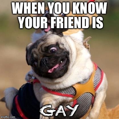 WHEN YOU KNOW YOUR FRIEND IS; GAY | image tagged in porgi | made w/ Imgflip meme maker